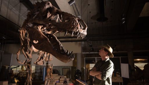 paleontologist-scott-persons-looking-at-the-skeleton-of-the-t.rex-scotty