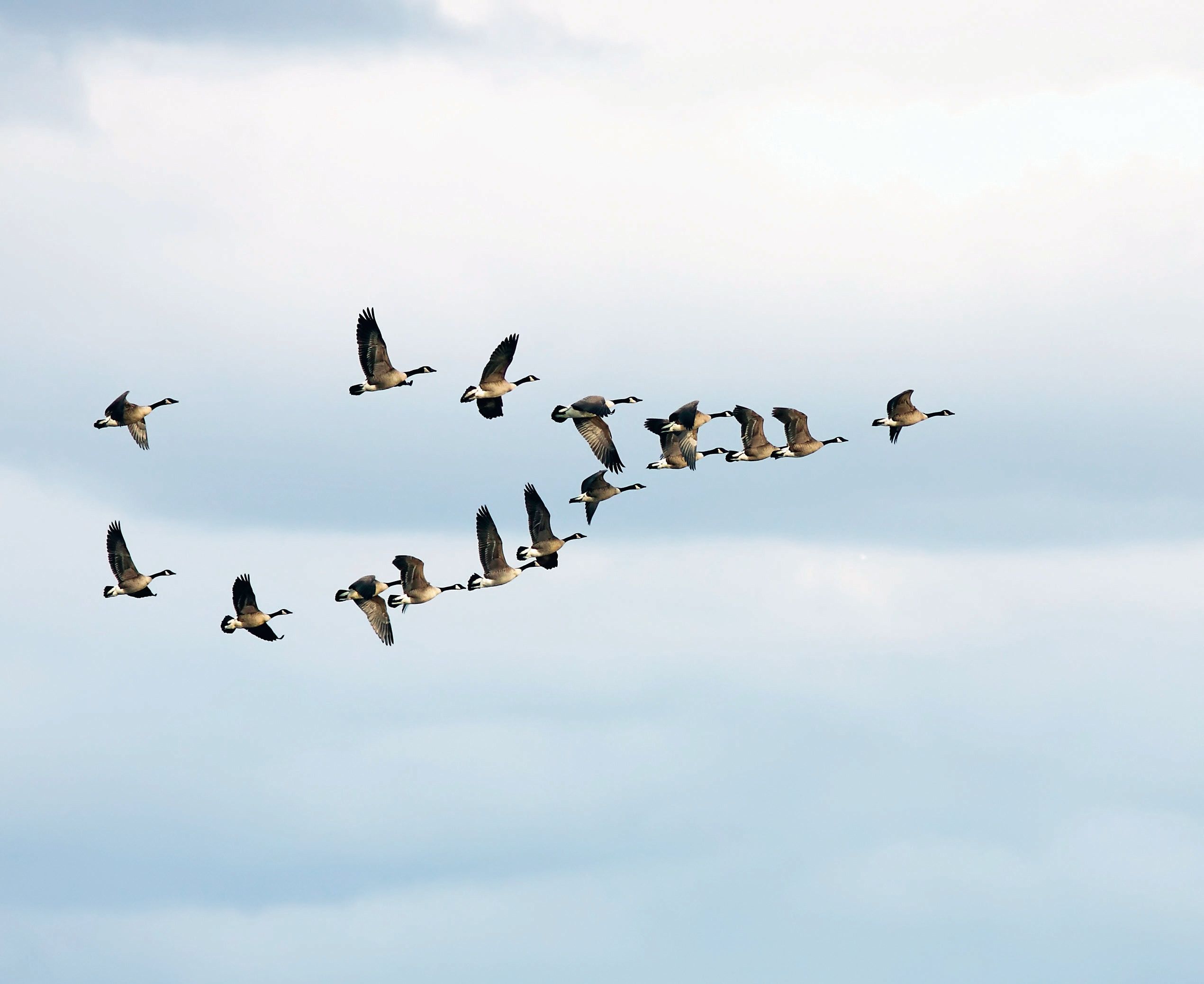 canadian-geese-v-shaped-flight
