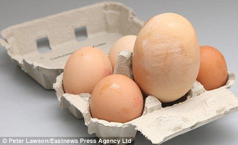 large-egg-laid-by-harriet-the-hen-with-eggs-of-a-more-average-size