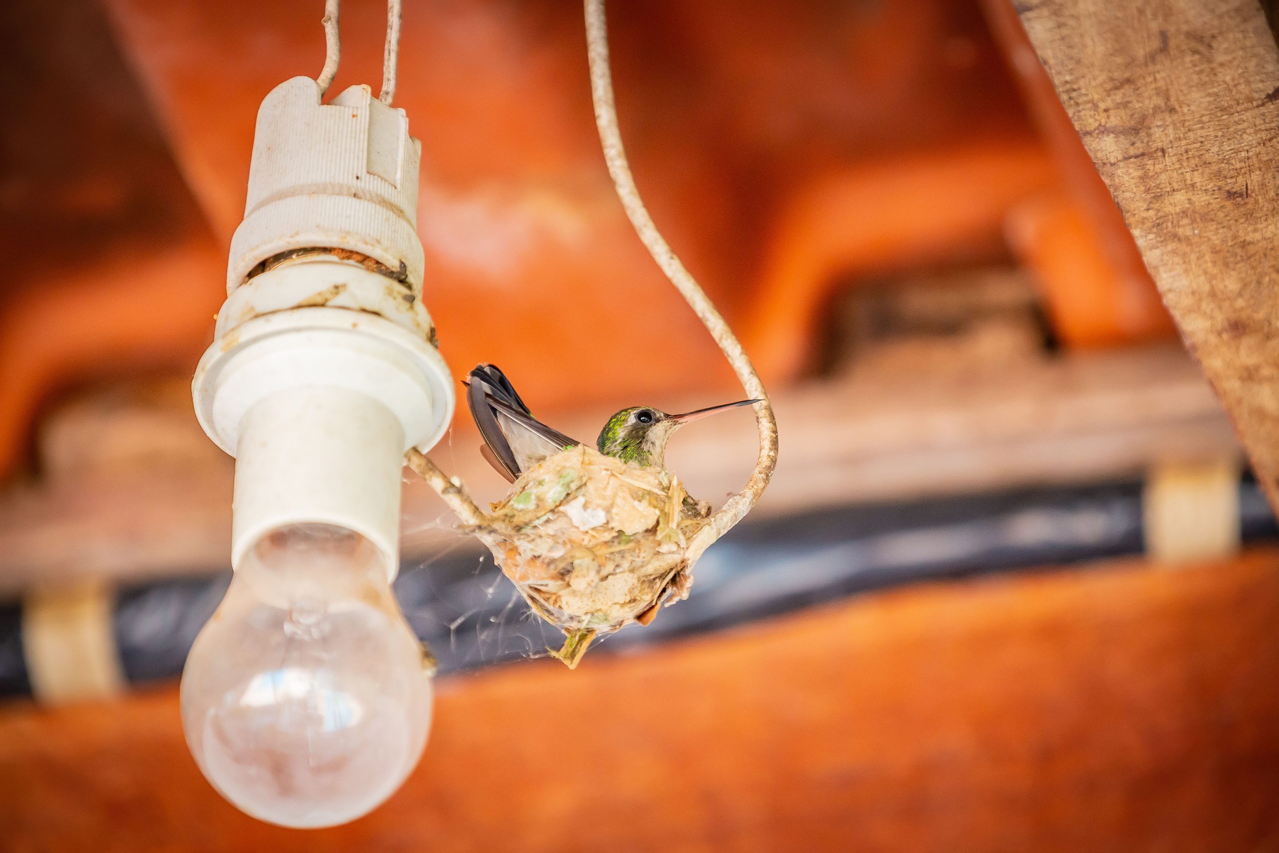 female-hummingbird-in-a-nest-built-on-light-wire