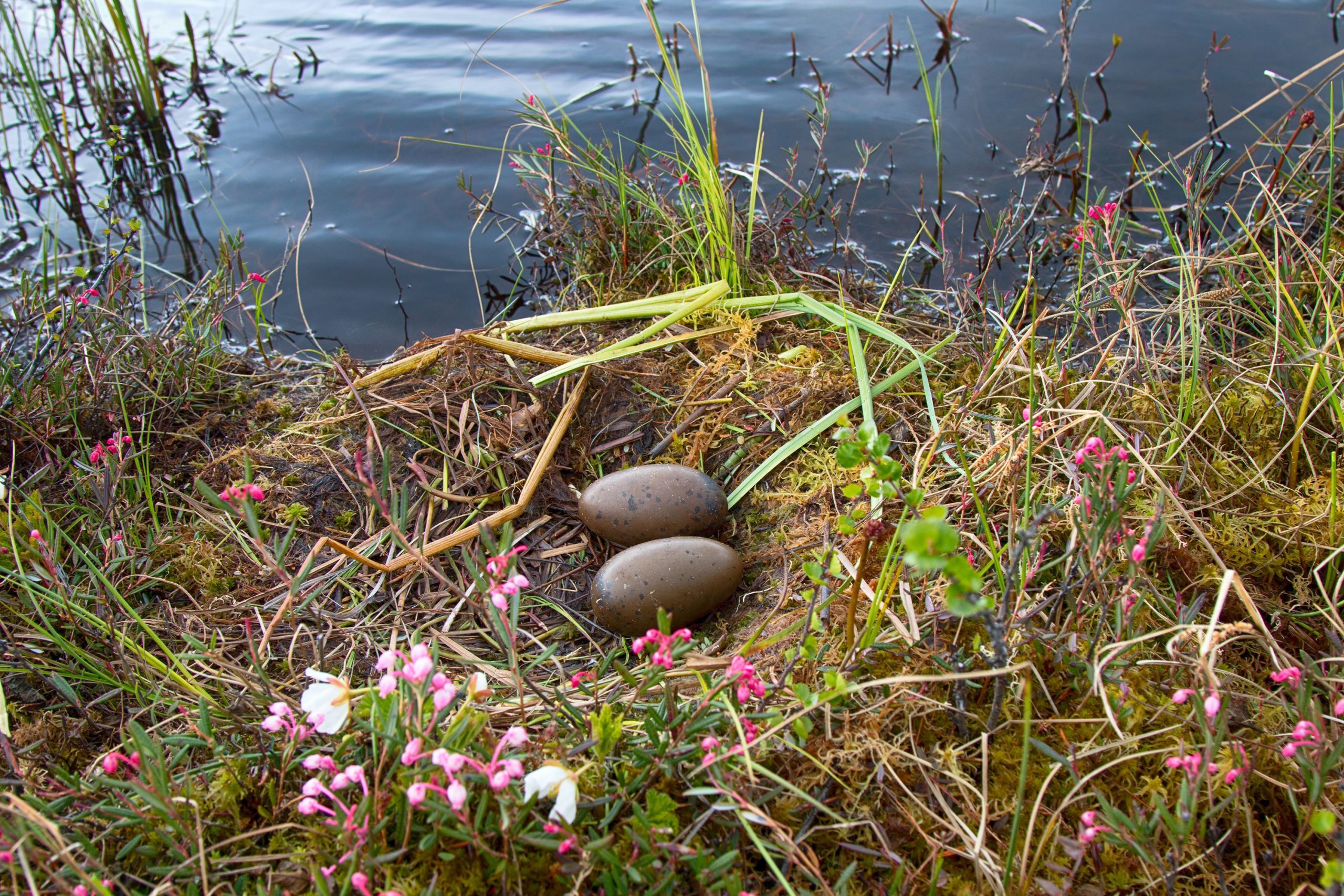 nest-of-red-throated-loon-at-lake-waters-edge
