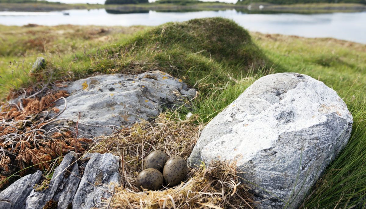 seagull-nest-built-of-moss-with-three-eggs-between-gray-stones-on-grassland