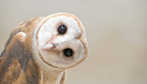 a-common-barn-owl