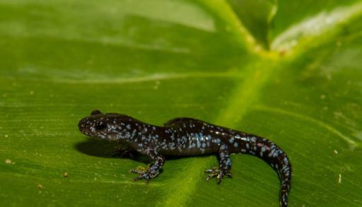 blue-spotted-salamander-on-a-green-leaf