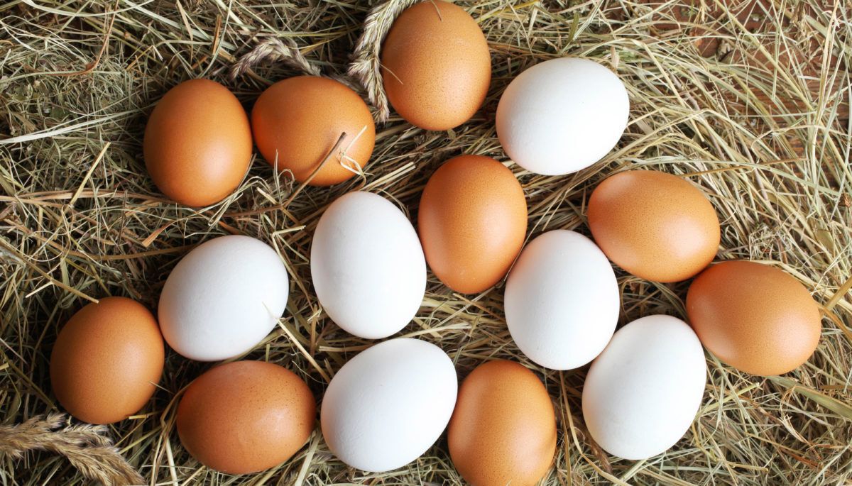 white-and-brown-eggs-law-on-a-bed-of-hay