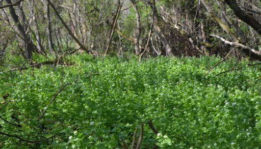 garlic-mustard