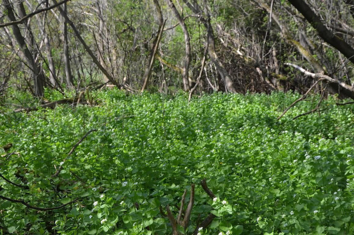 garlic-mustard