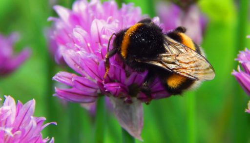 Bumblebee on flower