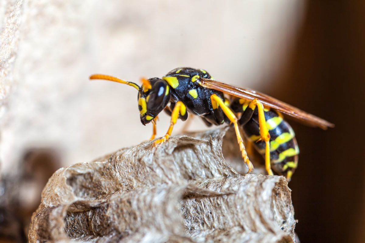 Paper Wasp