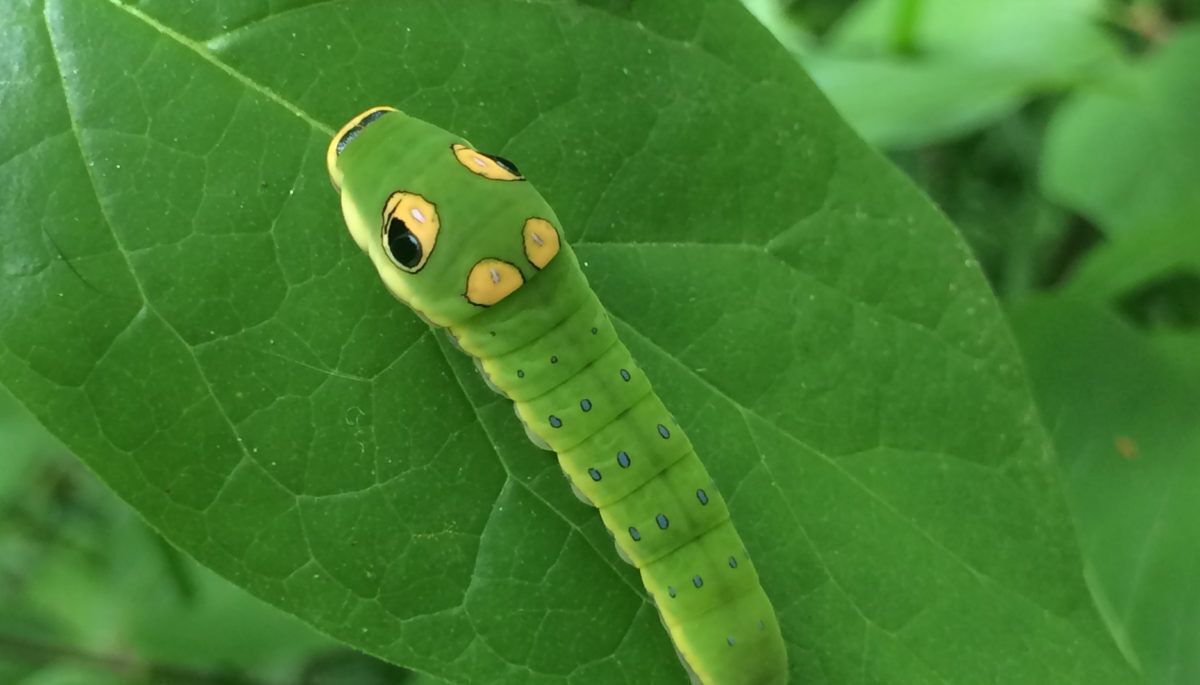 Spicebush Swallowtail Caterpillar