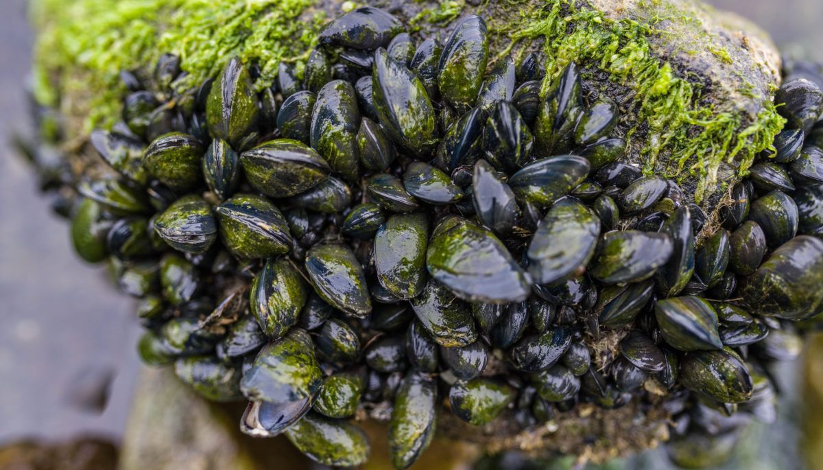 Zebra Mussels