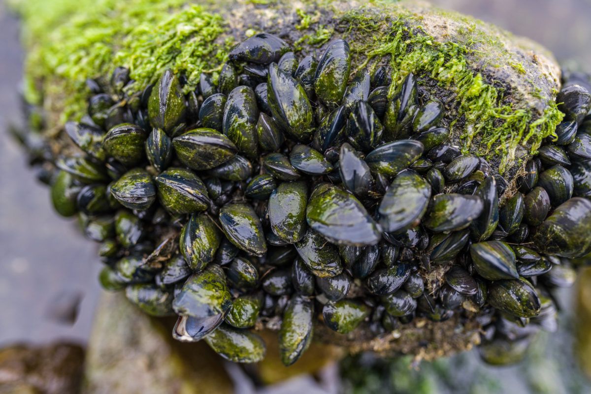 Zebra Mussels