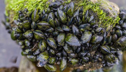 Zebra Mussels