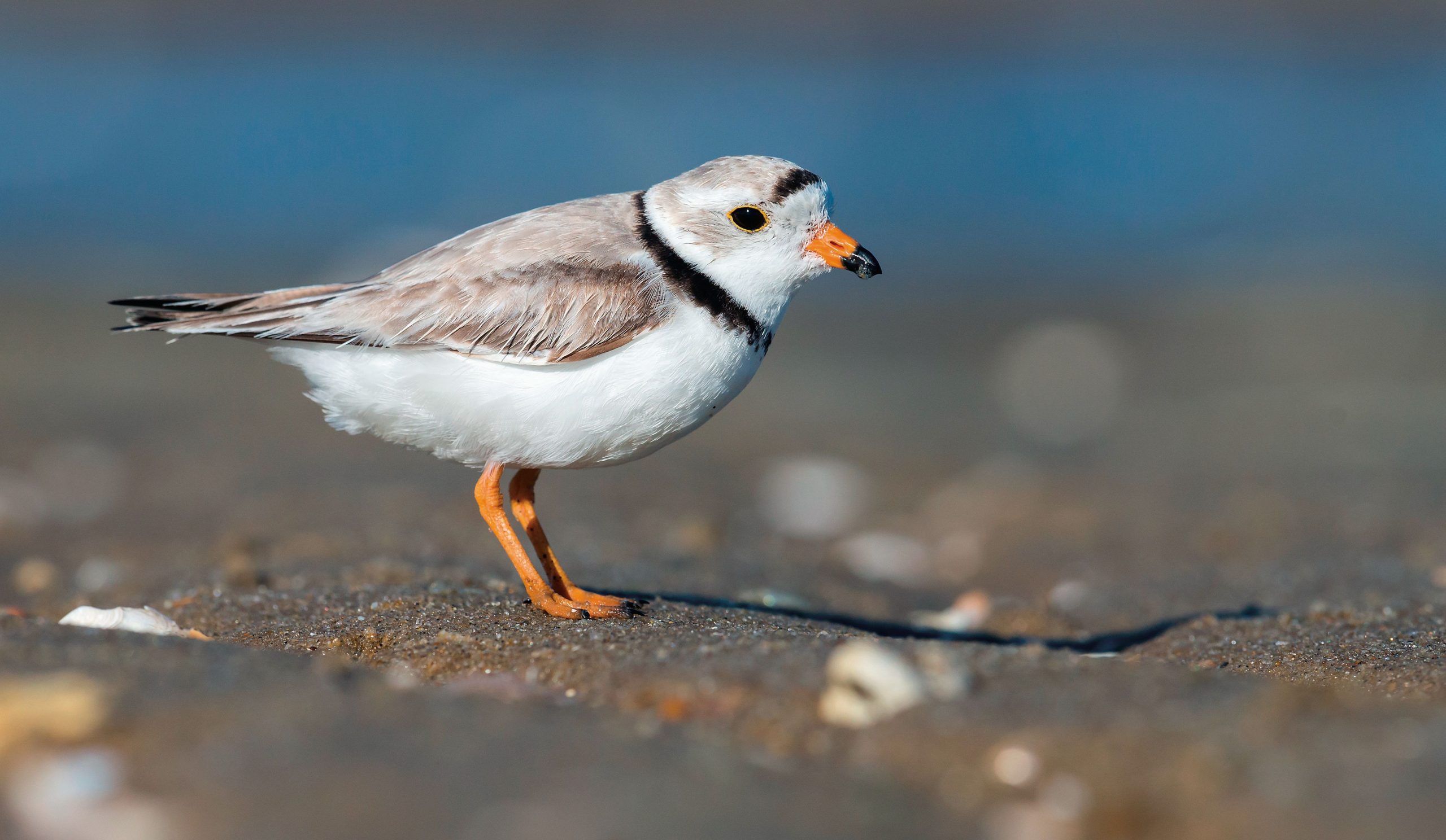 piping-plover-bird-resting-on-ground