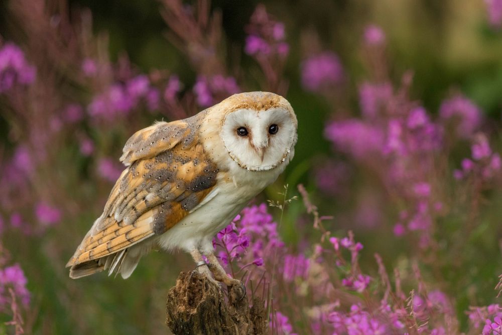 barn-owl