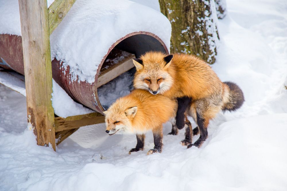 Fox breeding (animal breeding) which is male and female were mixed breed each other.