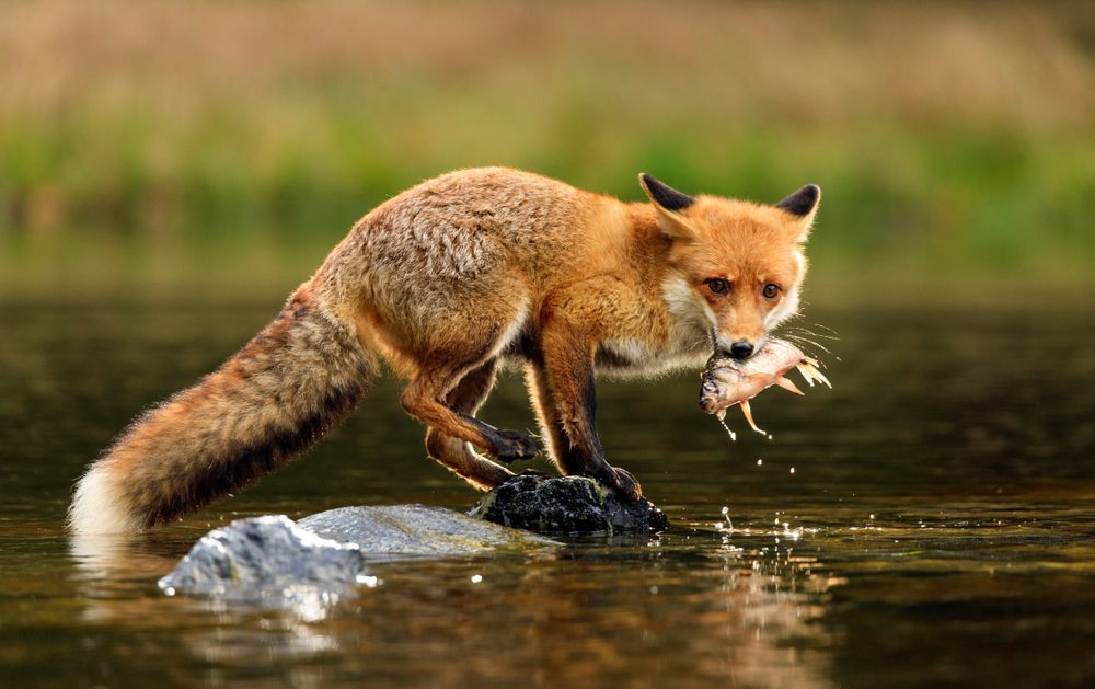 fox-hunting-on-a-pond