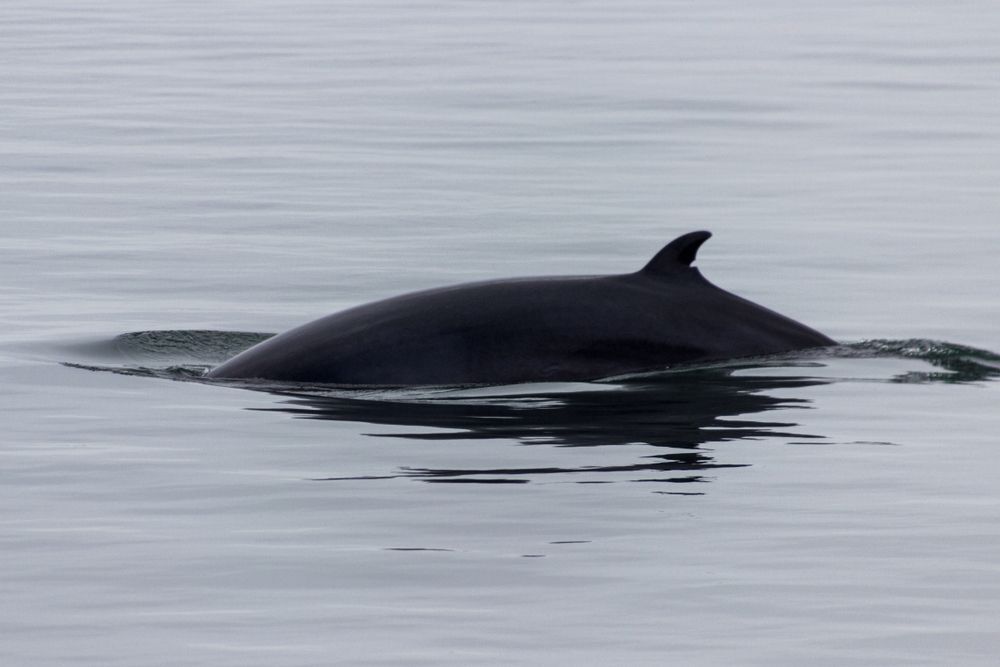 whale-watching-in-Tadoussac-Quebec