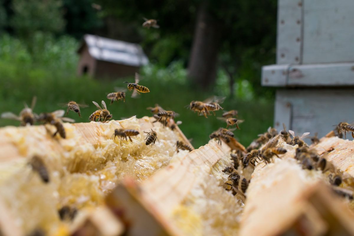bees-flying-in-a-hive