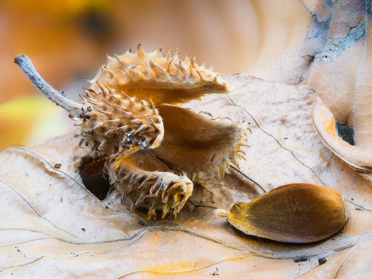 beechnut-and-pericarp-cover-in-foliage