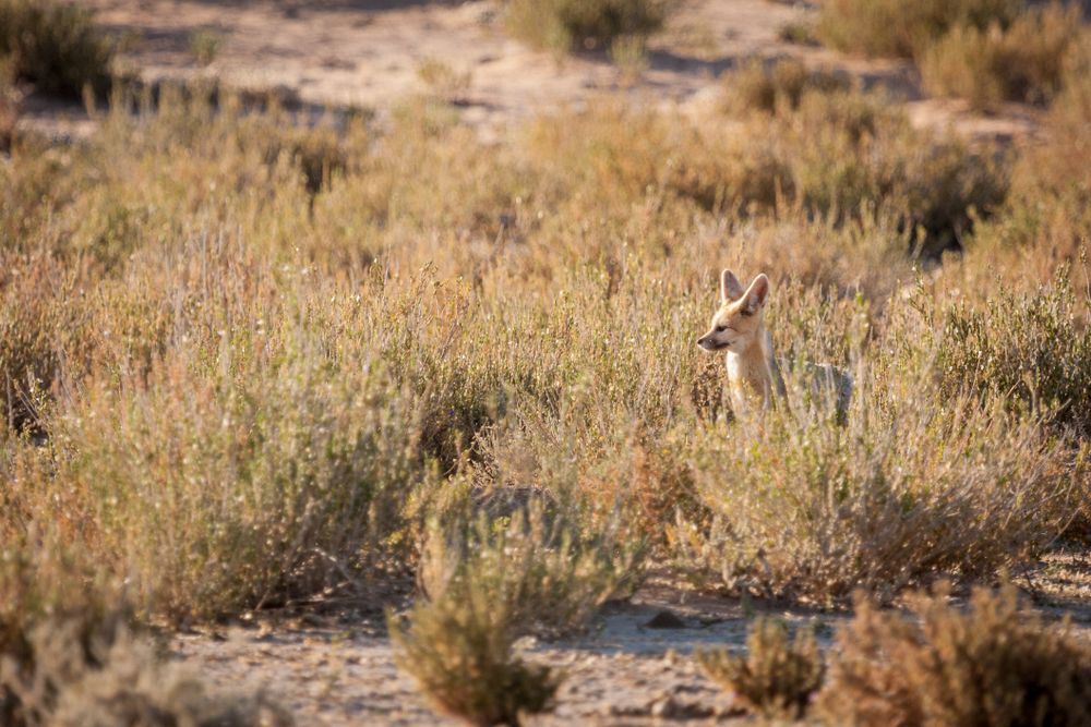 Adult Cape Fox sitting outside den in the early morning sun trying to warm itself after a cold night