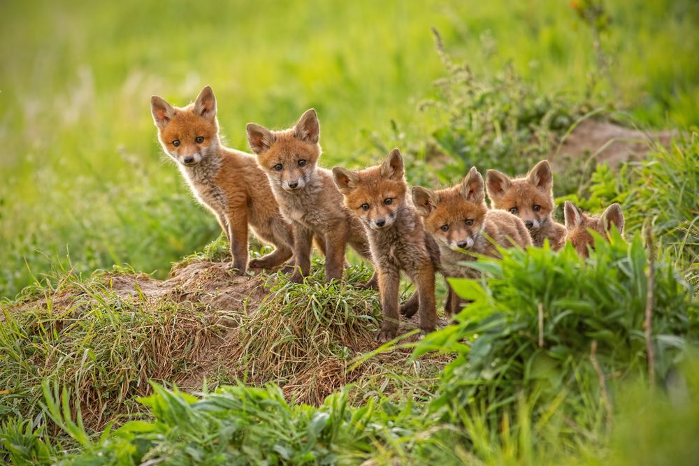 a-bunch-of-cute-baby-foxes