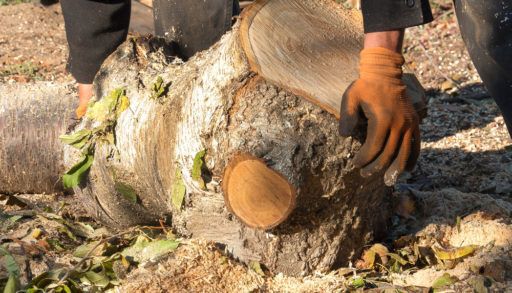a-tree-stump-being-moved-in-a-garden