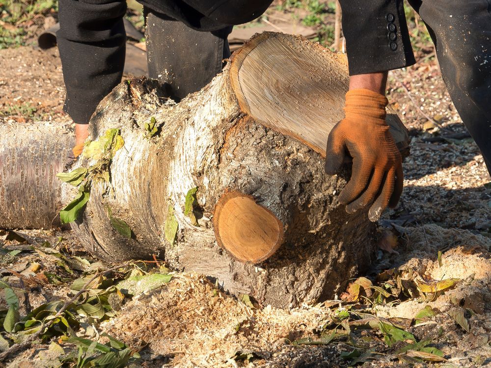 a-tree-stump-being-moved-in-a-garden