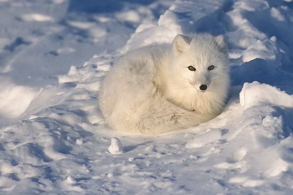Arctic-fox-lying-on-the-Arctic-tundra