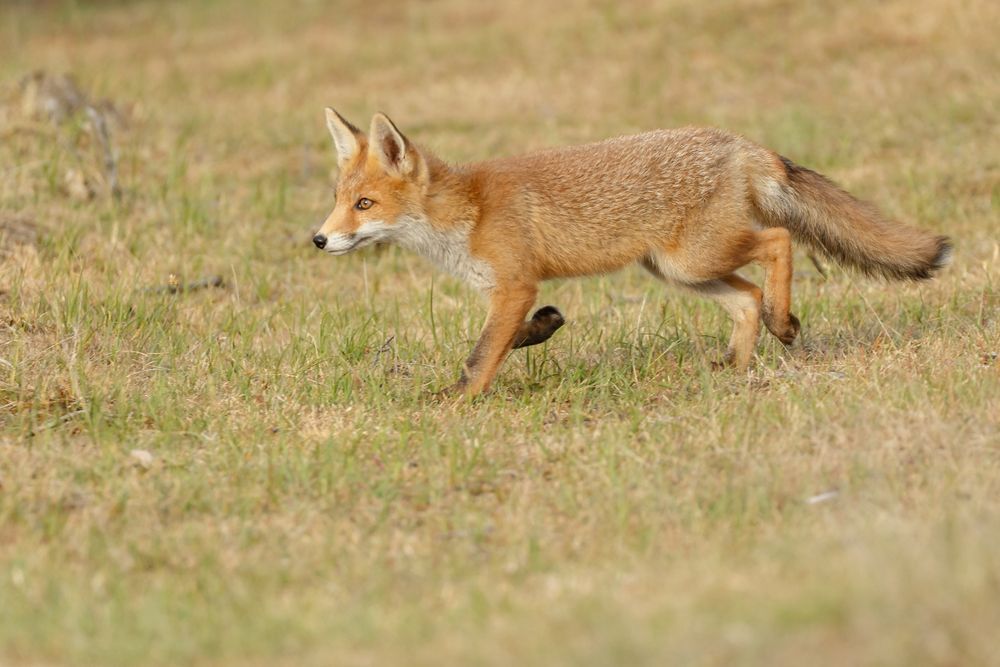 Red fox juvenile in nature