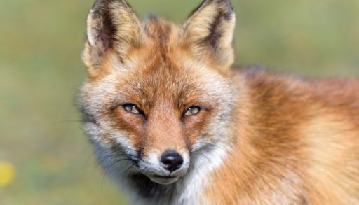 cute-close-up-of-a-fox