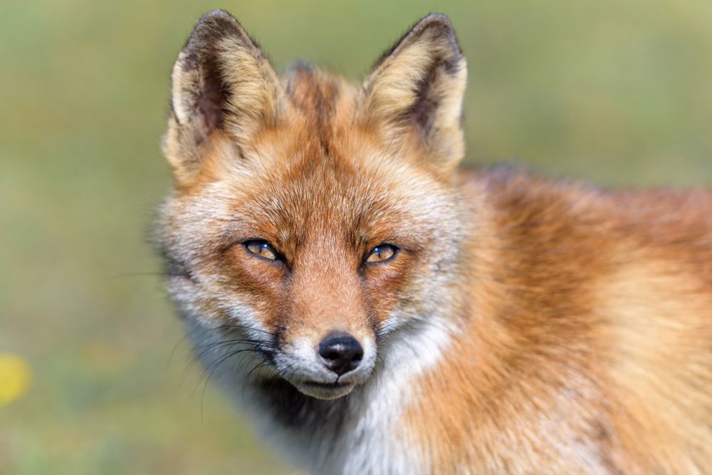 cute-close-up-of-a-fox