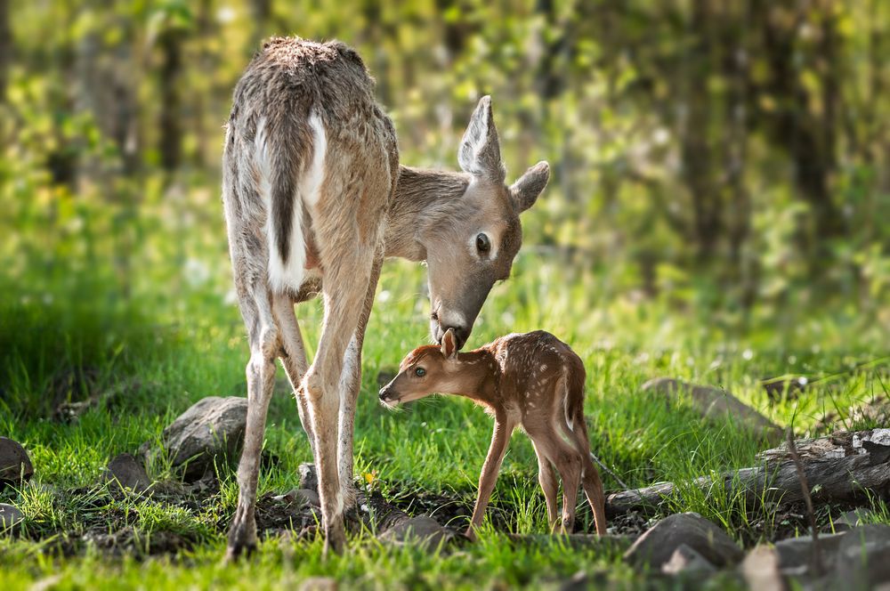 White-Tailed Deer (Odocoileus virginianus) Sniffs Behind Fawn's Ears