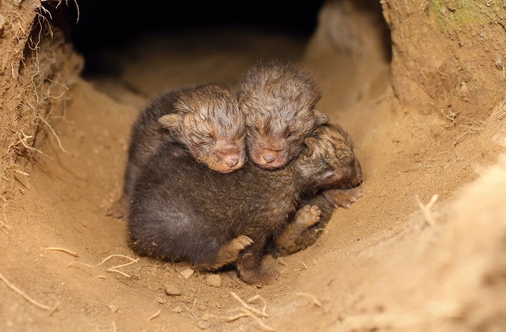 Baby foxes in burrow