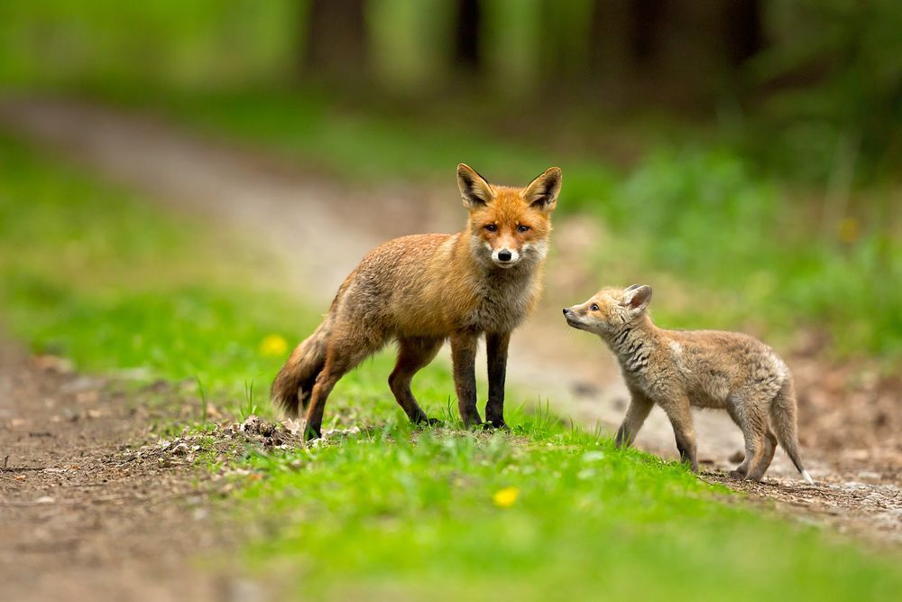 Red fox is largest of the true foxes, has the greatest geographic range of all members. Red foxes are usually together in pairs or small groups consisting of families.