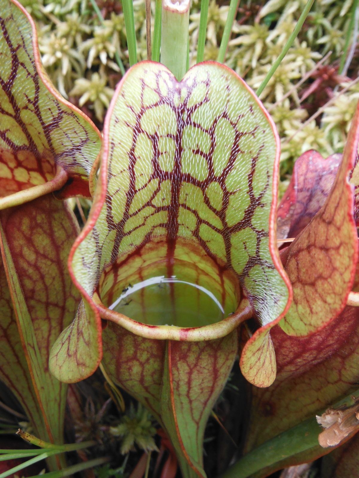 Pitcher Plant
