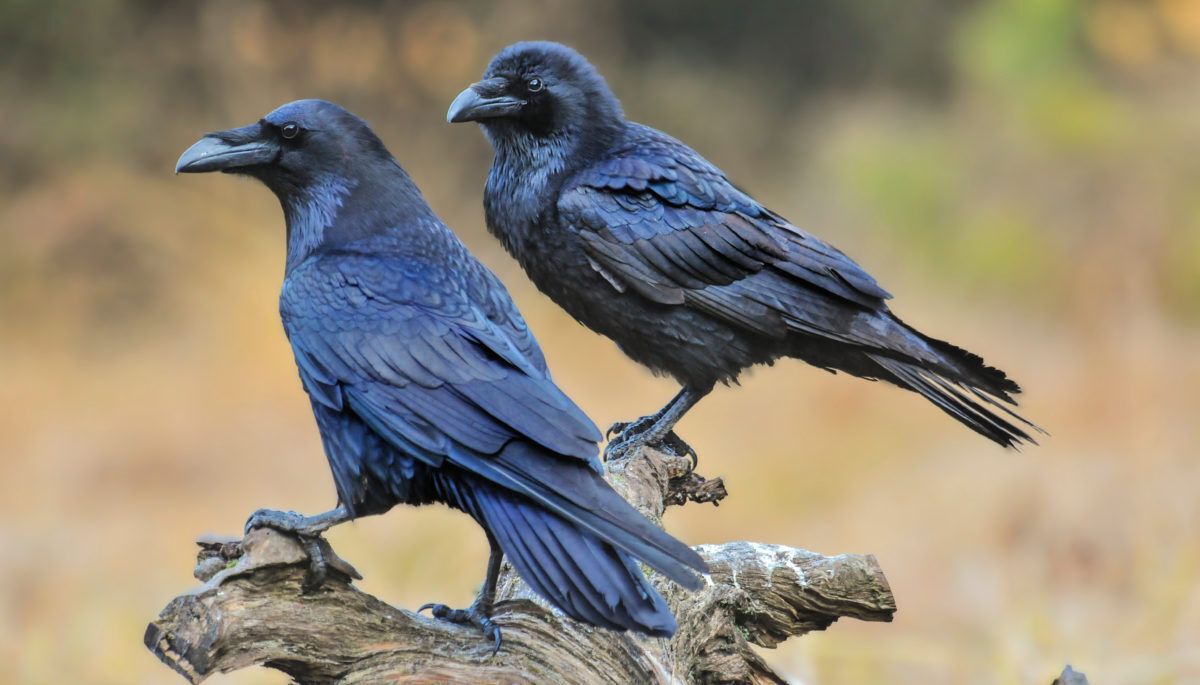 Ravens