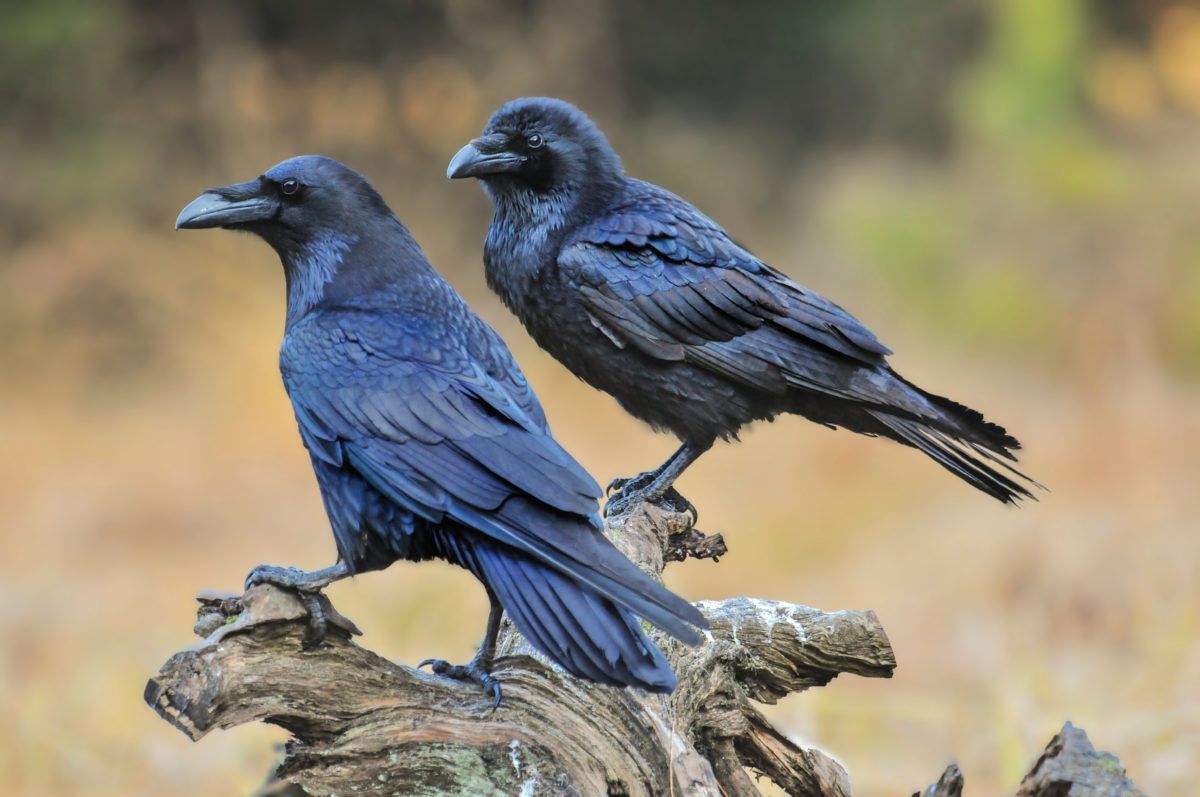 Ravens