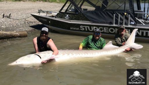 White Sturgeon