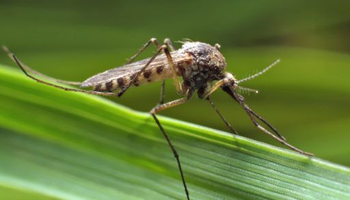 mosquito-on-a-leaf