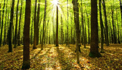 trees-and-forest-floor