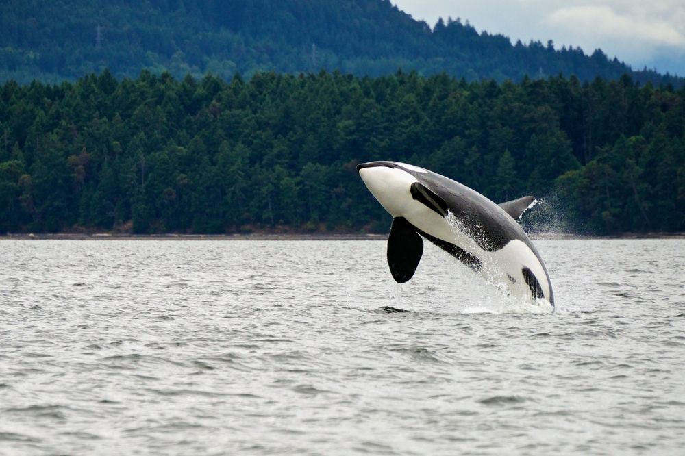 killer-whale-jumping-in-Canada