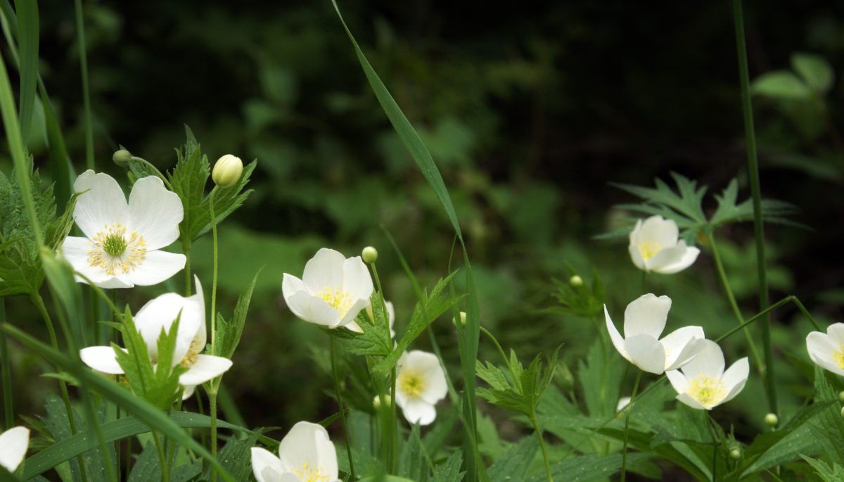 Wild strawberry (Frigaria virginiana)