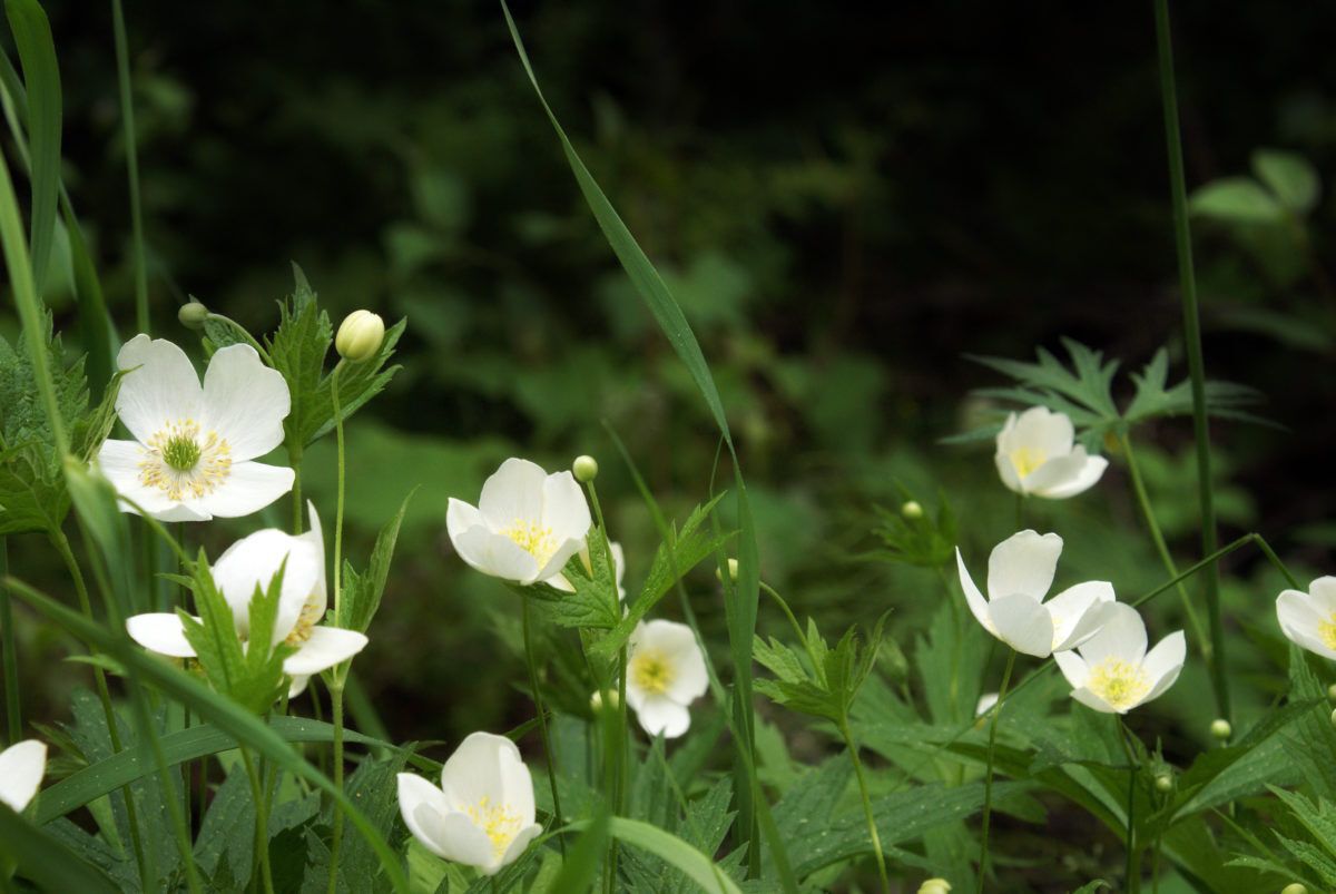 Wild strawberry (Frigaria virginiana)