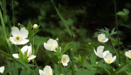 Wild strawberry (Frigaria virginiana)
