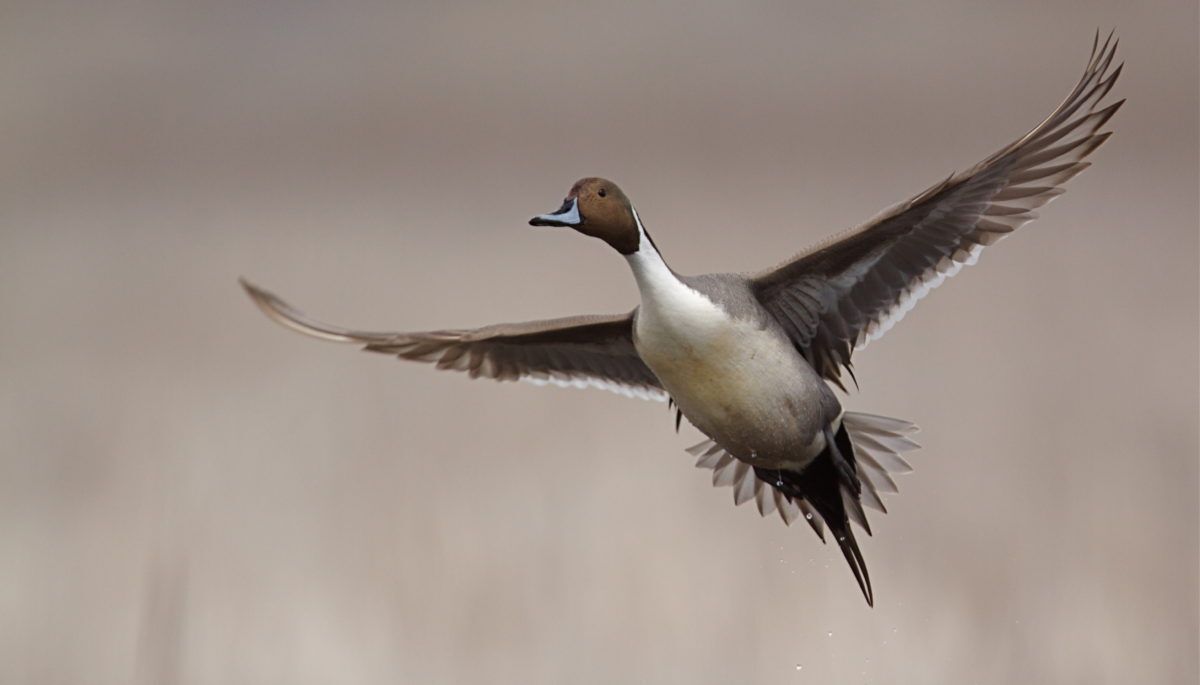 Pintail in flight