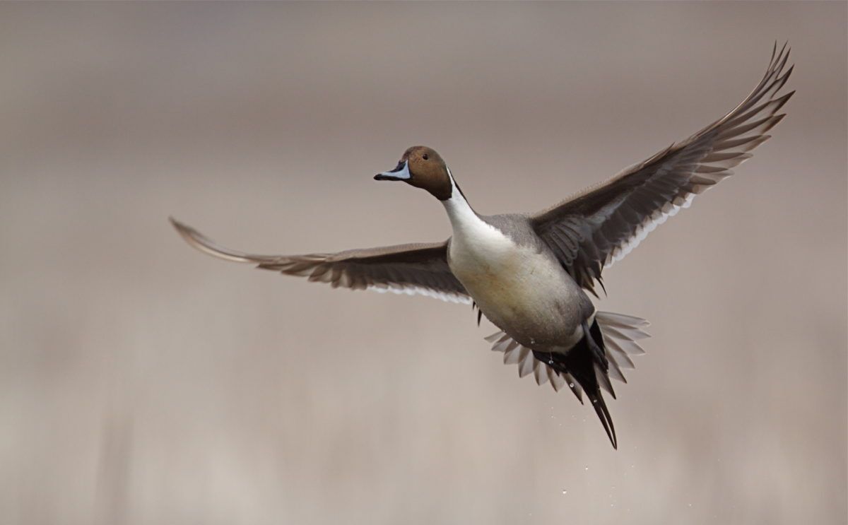 Pintail in flight