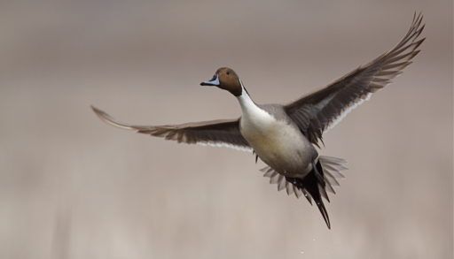 Pintail in flight