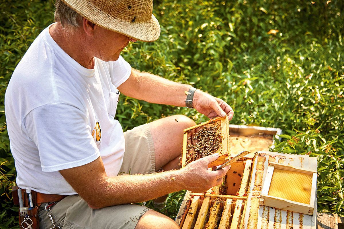 Man holding a honey bee hive frame