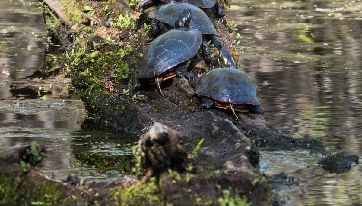 painted turtles on a log